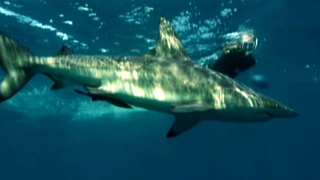 Shark Attack Myths Put to the Test