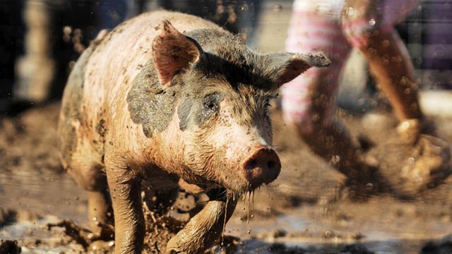 Waste watch: Illinois uses tax money on pig races?