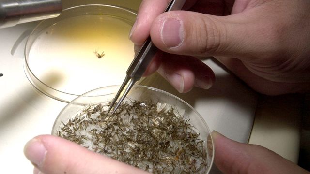 2012 America's worst year for West Nile