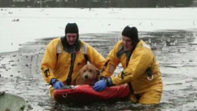 Firefighters Pluck Lucky Pooch from Frozen Lake
