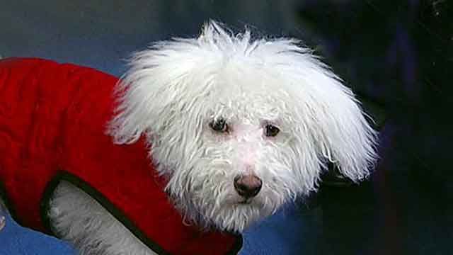 Helping pets find homes after Sandy