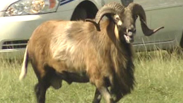 Ram Runs Wild in Florida Park
