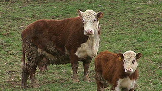 Cattle Theft Making a Comeback