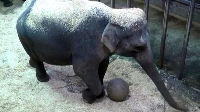 Elephant baby watch