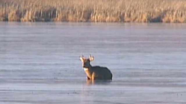 Oh deer! Stuck buck trapped on icy lake