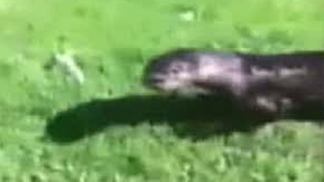 Otter Attack Caught on Tape
