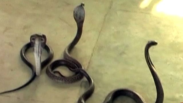 Around the World: Snakes in a Tax Office