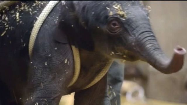 The Oregon Zoo welcomes baby elephant
