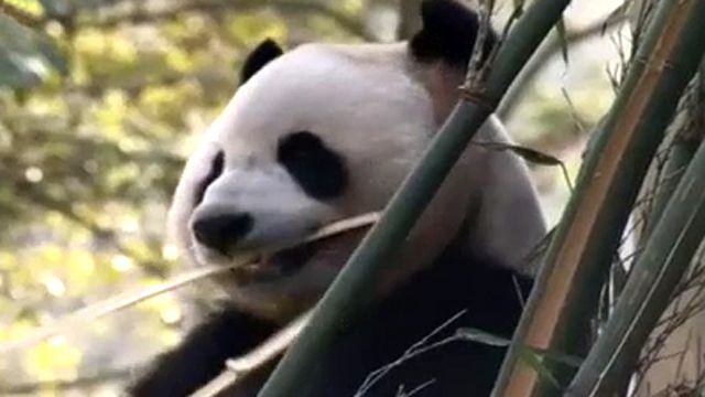 Giant Pandas Prepare for 5,000-Mile Journey