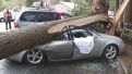 Massive tree crashes onto car, trapping couple 