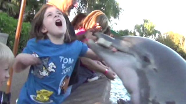 Girl bitten while feeding dolphin at SeaWorld