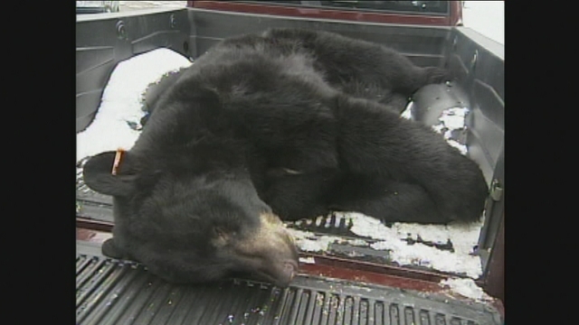 Outrage Over Bear Hunt