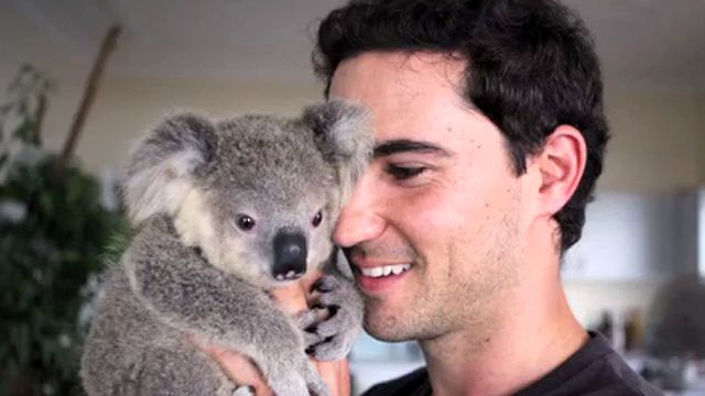 Baby Koala Adopts Surrogate 'Dad'