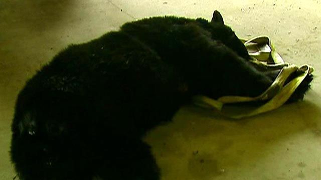 Black Bear Hunt Is On Despite Animal Rights Protest