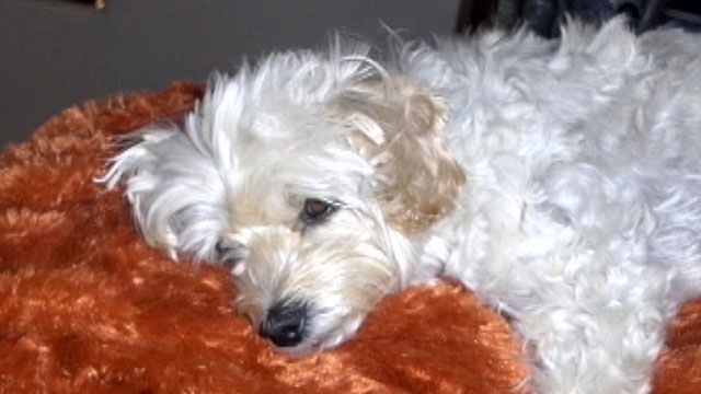 Veterinarian Loses Dog in Arizona