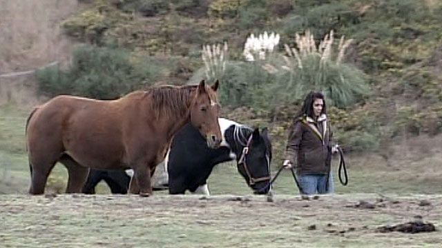 Horses Teach Leadership Training in California