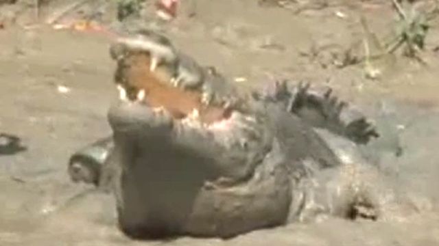 Monster Croc Search in Australia