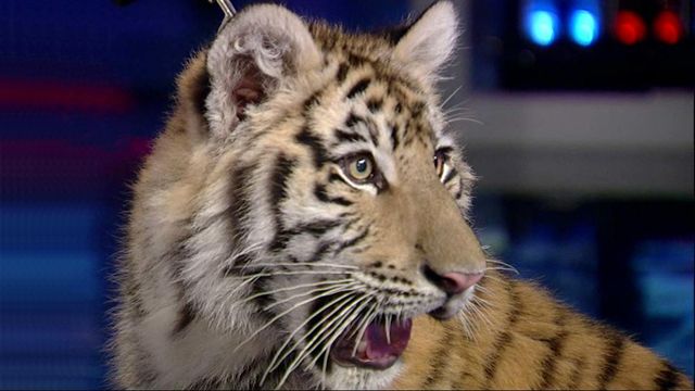 Big Cats on 'America's Newsroom'