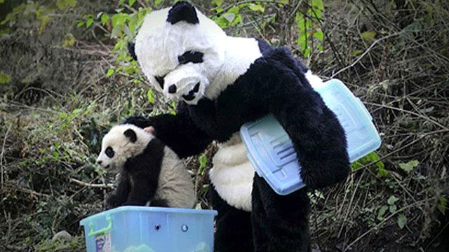 Costumed Scientists Help Baby Pandas