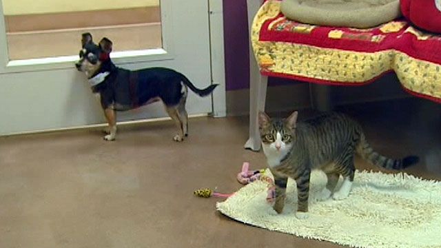Dog, Cat Become Fast Friends in Arizona
