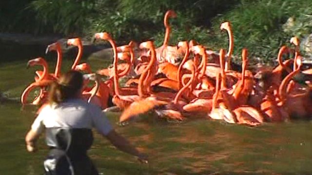 Flamingo Round-Up Proves to Be Quite a Challenge