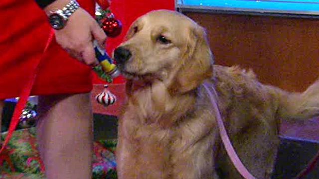 Holiday Gifts for Your Furry Friends