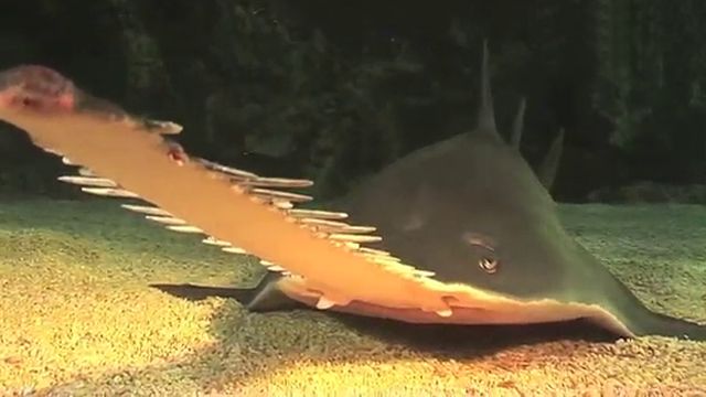 Critically Endangered Sawfish Gets New Home