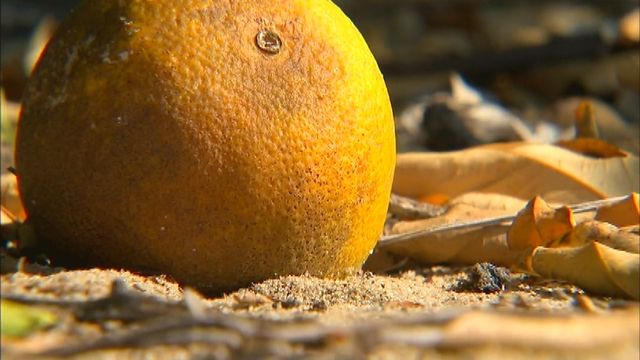 Abandoned Citrus Groves Causing Fear