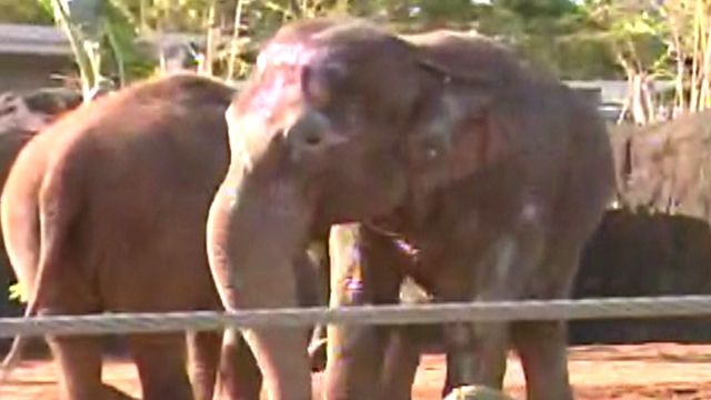 Elephants Move into New Home
