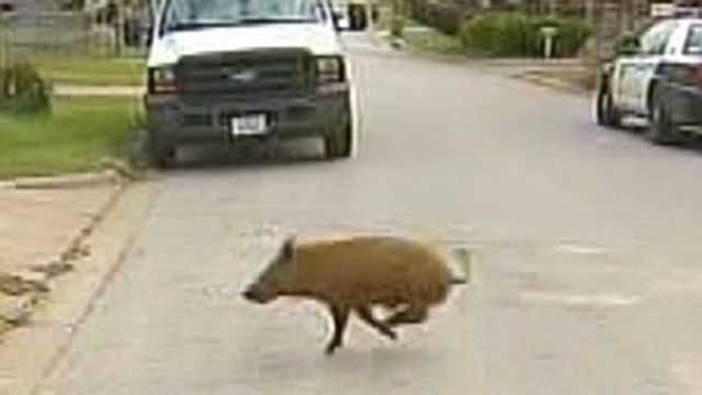 Hogs Escape Slaughterhouse