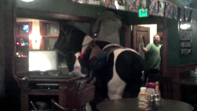 A Horse Walks into a Bar...