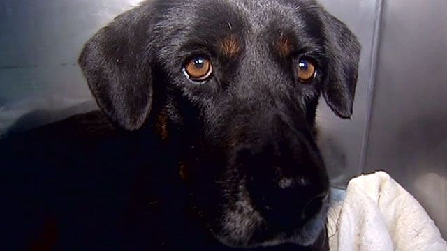 Dog Found Buried Alive in Florida