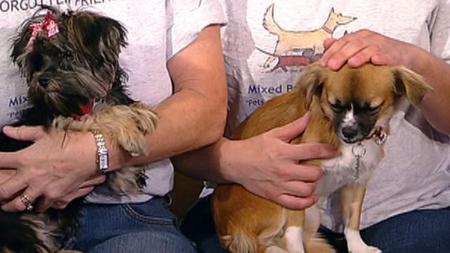 Fox Flash: The gift of pet rescue