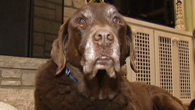 Hero Dog Saves Owner's Life