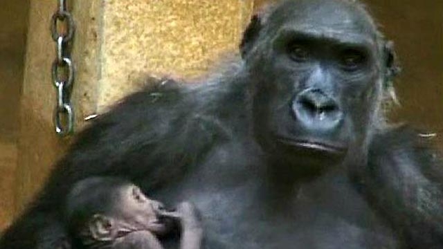Cool Critters: Gorilla Gives Birth 