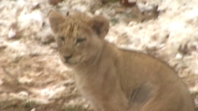 Lion Cubs' Debut
