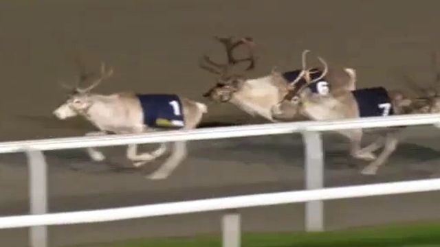 Reindeer Games: Dasher Sprints to Victory