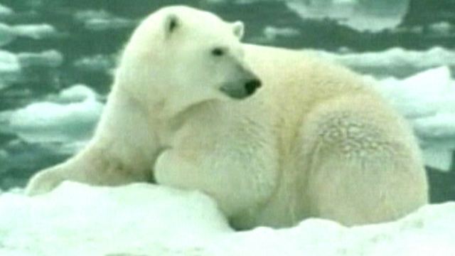 Polar Bears' Days Numbered?