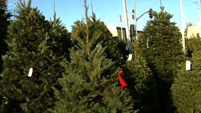 Buy Live Christmas Trees Online