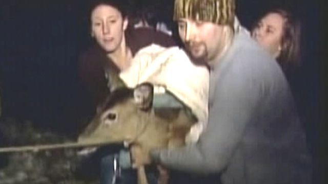 Men Slapped With Summons After Saving Deer's Life