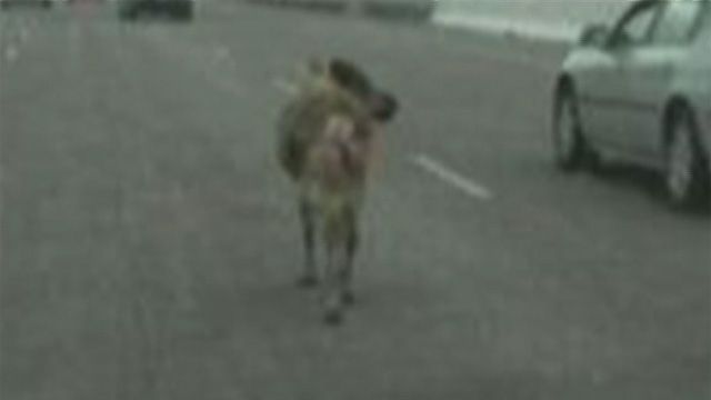 Missing Reindeer Spotted on Highway