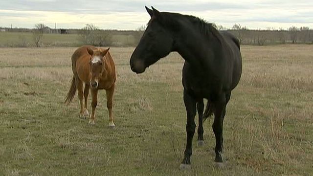 Horse Slaughterhouses Could Return to U.S.