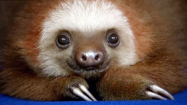 Animal Planet Takes a Look at Sloths