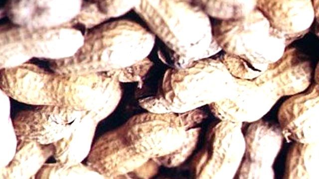 Potential Cure for Peanut Allergies?