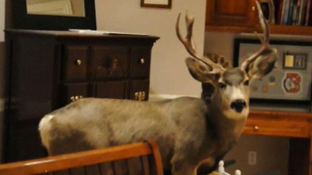 Deer Crashes Christmas Eve