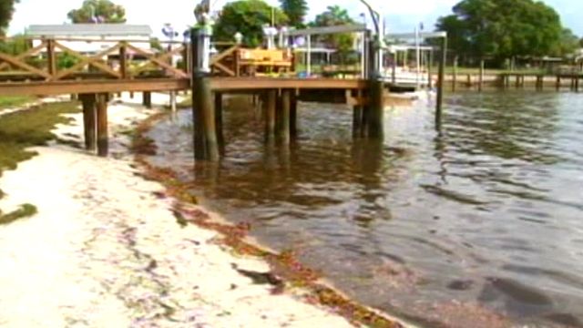 Severed Leg Washes Ashore in Florida