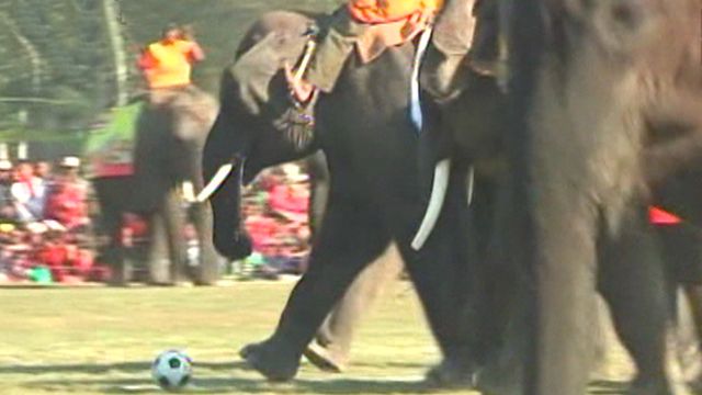 Elephants Get a Kick Out of Soccer