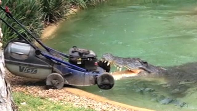 Cranky Croc Steals Lawnmower