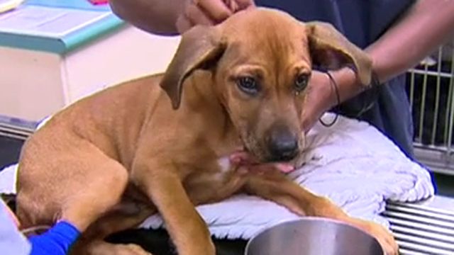 Puppy Survives 50-Foot Fall