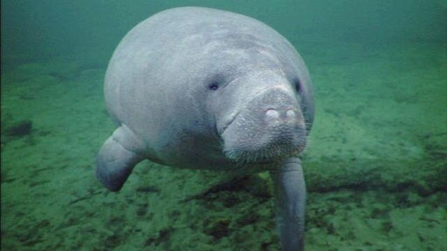 Across America: Cold Weather Not for Manatees